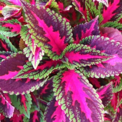 Buntnessel 'Ruby Road' Dunkelviolett-pink-grün, Topf-Ø 12 Cm, 6er-Set