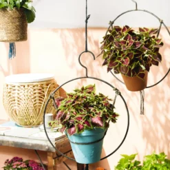 Buntnessel 'Ruby Road' Dunkelviolett-pink-grün, Topf-Ø 12 Cm, 6er-Set -Elho || LECHUZA Verkäufe 0610180250 Solenostemon scut T12 Ruby Road 6er Set WS 3 93222