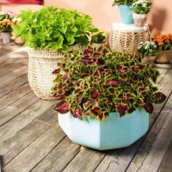 Buntnessel 'Ruby Road' Dunkelviolett-pink-grün, Topf-Ø 12 Cm, 6er-Set -Elho || LECHUZA Verkäufe 0610180250 Solenostemon scut T12 Ruby Road 6er Set WS 4 93219