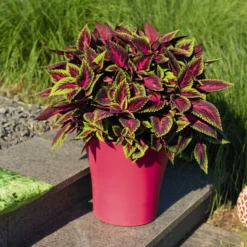 Buntnessel 'Ruby Road' Dunkelviolett-pink-grün, Topf-Ø 12 Cm, 6er-Set -Elho || LECHUZA Verkäufe 0610180250 Solenostemon scut T12 Ruby Road 6er Set WS 5 93221