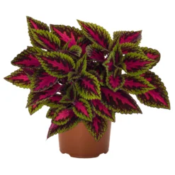 Buntnessel 'Ruby Road' Dunkelviolett-pink-grün, Topf-Ø 12 Cm, 6er-Set -Elho || LECHUZA Verkäufe 0610180250 Solenostemon scut T12 Ruby Road 6er Set WS 6 93223