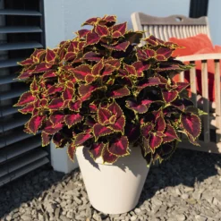 Buntnessel 'Hollywood Boulevard' Dunkelrot-pink-grün, Topf-Ø 12 Cm, 6er-Set 11 Buntnessel 'Hollywood Boulevard' Dunkelrot-pink-grün, Topf-Ø 12 Cm, 6er-Set -Elho || LECHUZA Verkäufe 0610180255 Solenostemon scut T12 Hollywood Boulevard 6er Set WS 1 94328