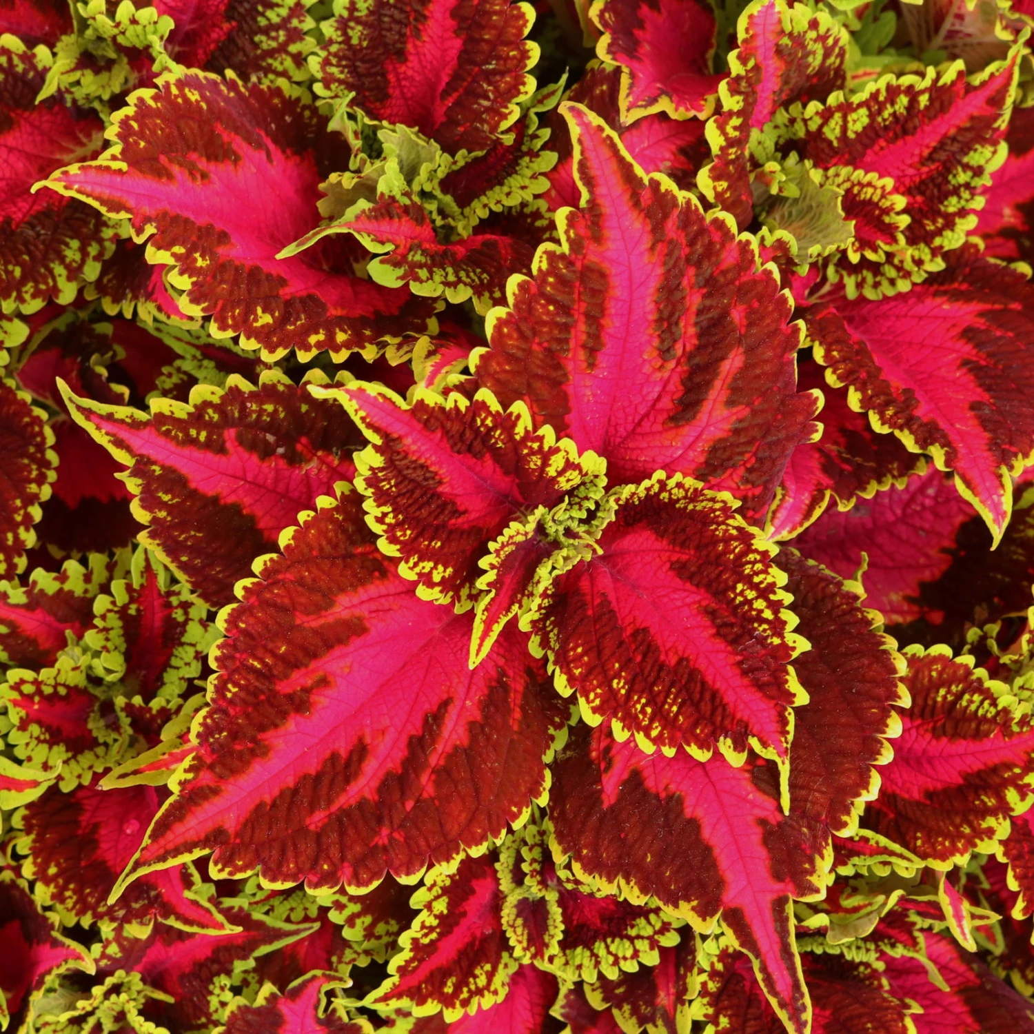 Buntnessel 'Hollywood Boulevard' Dunkelrot-pink-grün, Topf-Ø 12 Cm, 6er-Set 1 Buntnessel 'Hollywood Boulevard' Dunkelrot-pink-grün, Topf-Ø 12 Cm, 6er-Set