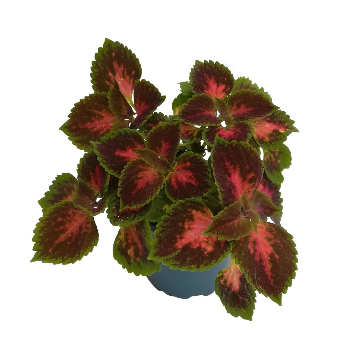Buntnessel 'Hollywood Boulevard' Dunkelrot-pink-grün, Topf-Ø 12 Cm, 6er-Set 7 Buntnessel 'Hollywood Boulevard' Dunkelrot-pink-grün, Topf-Ø 12 Cm, 6er-Set – Bild 7
