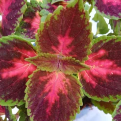 Buntnessel 'Hollywood Boulevard' Dunkelrot-pink-grün, Topf-Ø 12 Cm, 6er-Set 14 Buntnessel 'Hollywood Boulevard' Dunkelrot-pink-grün, Topf-Ø 12 Cm, 6er-Set -Elho || LECHUZA Verkäufe 0610180255 Solenostemon scut T12 Hollywood Boulevard 6er Set WS2 4 96105