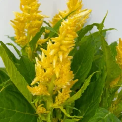 Celosia 'Kelos Fire Yellow' Gelb. Topf-Ø 17 Cm, 2er-Set 11 Celosia 'Kelos Fire Yellow' Gelb. Topf-Ø 17 Cm, 2er-Set -Elho || LECHUZA Verkäufe 0610240072 Celosia argentea T12 6er Set gelb Kelos Fire Yellow 4 113289