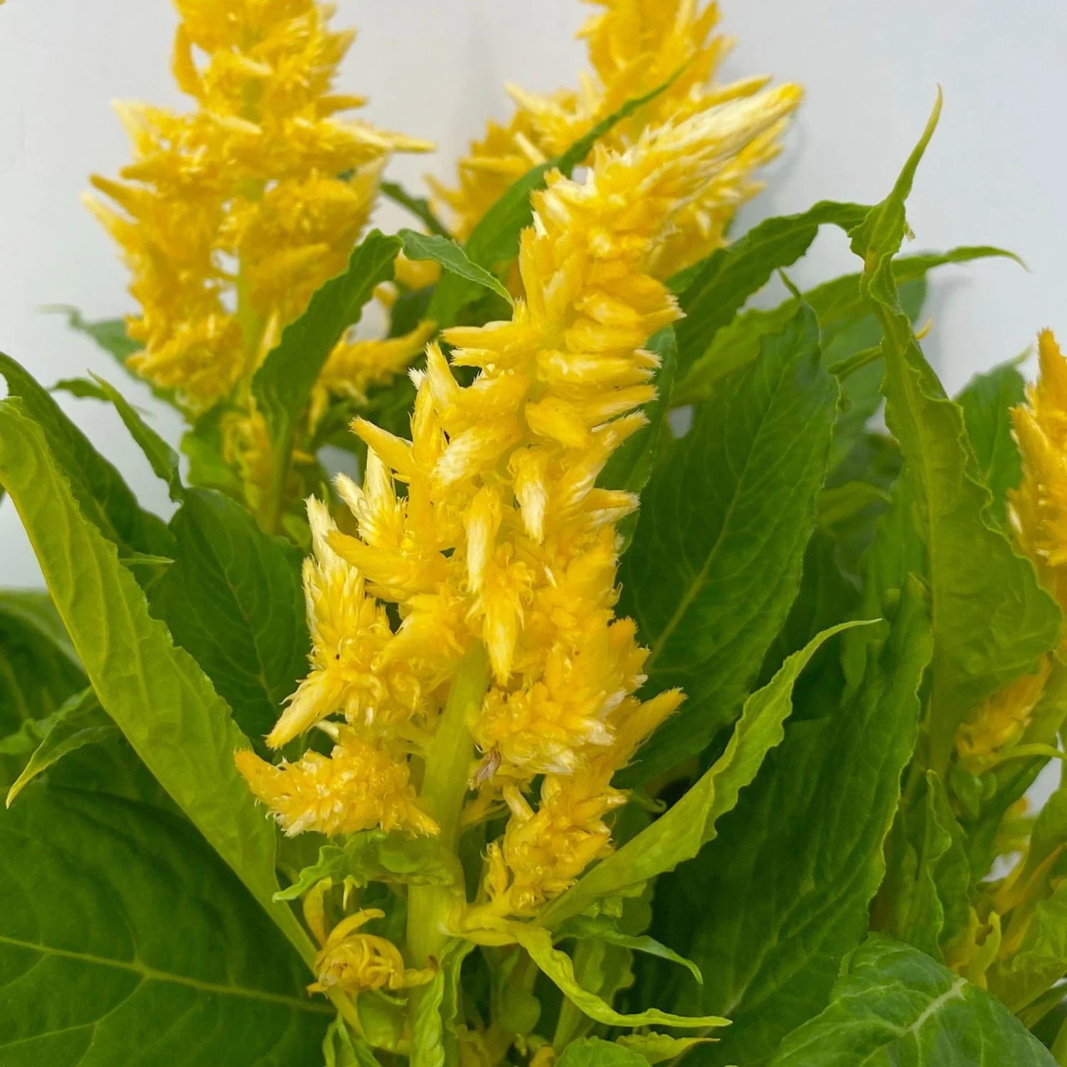 Celosia 'Kelos Fire Yellow' Gelb. Topf-Ø 17 Cm, 2er-Set 5 Celosia 'Kelos Fire Yellow' Gelb. Topf-Ø 17 Cm, 2er-Set – Bild 5