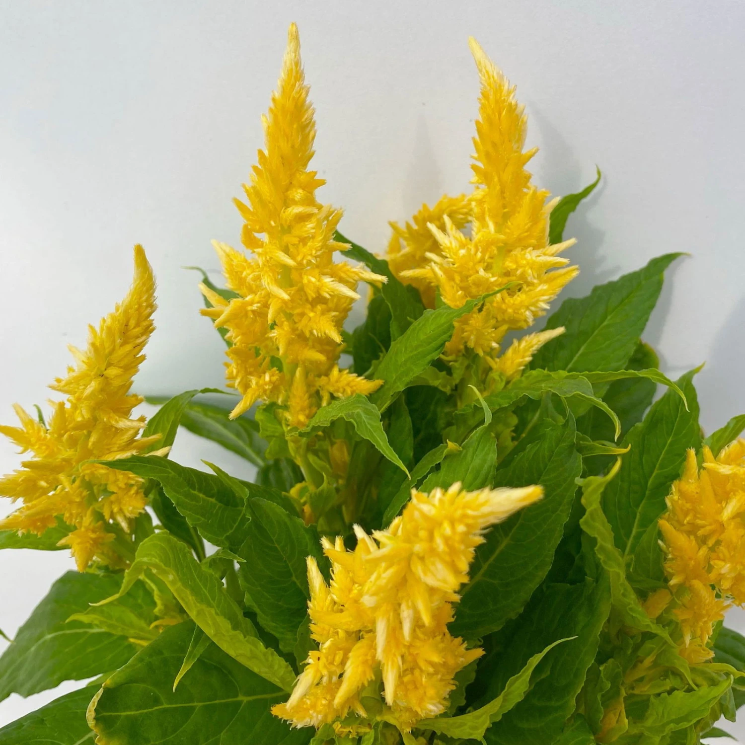 Celosia 'Kelos Fire Yellow' Gelb. Topf-Ø 17 Cm, 2er-Set 4 Celosia 'Kelos Fire Yellow' Gelb. Topf-Ø 17 Cm, 2er-Set – Bild 4