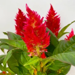 Celosia 'Kelos Fire Red' Rot, Topf-Ø 12 Cm, 6er-Set 11 Celosia 'Kelos Fire Red' Rot, Topf-Ø 12 Cm, 6er-Set -Elho || LECHUZA Verkäufe 0610240074 Celosia argentea T12 6er Set rot Kelos Fire Red 4 113293