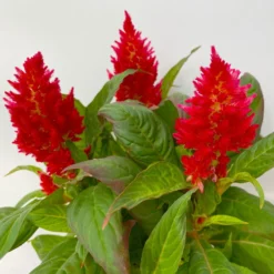 Celosia 'Kelos Fire Red' Rot, Topf-Ø 12 Cm, 6er-Set 10 Celosia 'Kelos Fire Red' Rot, Topf-Ø 12 Cm, 6er-Set -Elho || LECHUZA Verkäufe 0610240074 Celosia argentea T12 6er Set rot Kelos Fire Red 5 113294