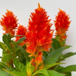 Celosia 'Kelos Fire Orange' Orange, Topf-Ø 12 Cm, 6er-Set -Elho || LECHUZA Verkäufe 0610240075 Celosia argentea T12 6er Set orange Kelos Fire Orange 6 113295