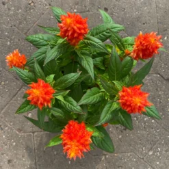 Celosia 'Kelos Fire Orange' Orange, Topf-Ø 12 Cm, 6er-Set -Elho || LECHUZA Verkäufe 0610240075 Celosia argentea T12 6er Set orange Kelos Fire Orange 7 1 123644 1