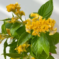 Celosia 'Hot Topic Yellow' Gelb, Topf-Ø 12 Cm, 6er-Set 10 Celosia 'Hot Topic Yellow' Gelb, Topf-Ø 12 Cm, 6er-Set -Elho || LECHUZA Verkäufe 0610240077 Celosia argentea T12 6er Set Hot Topic Yellow 3 113300