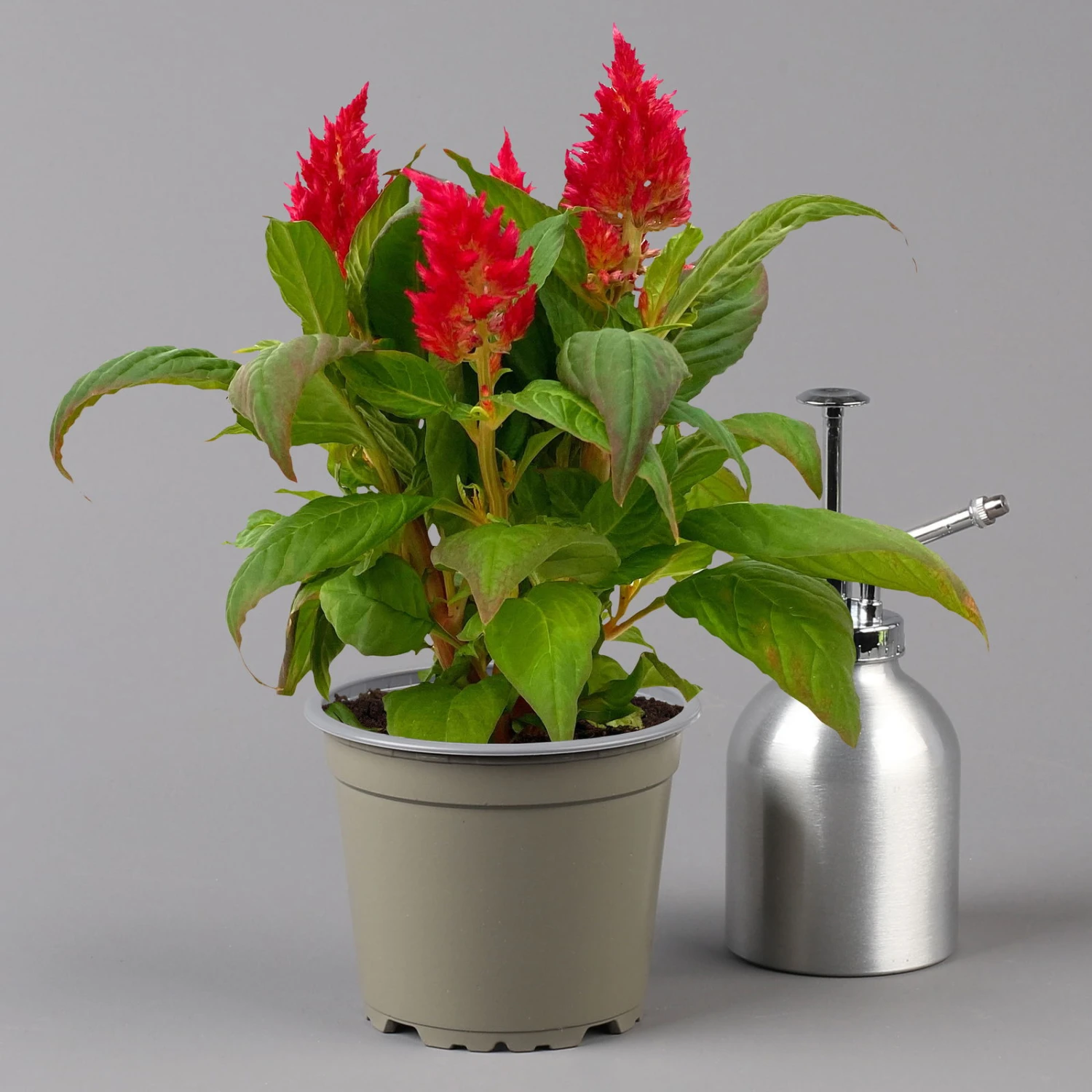 Celosia 'Kelos Fire Red' Rot, Topf-Ø 12 Cm, 6er-Set 2 Celosia 'Kelos Fire Red' Rot, Topf-Ø 12 Cm, 6er-Set – Bild 2