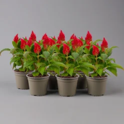 Celosia 'Kelos Fire Red' Rot, Topf-Ø 12 Cm, 6er-Set