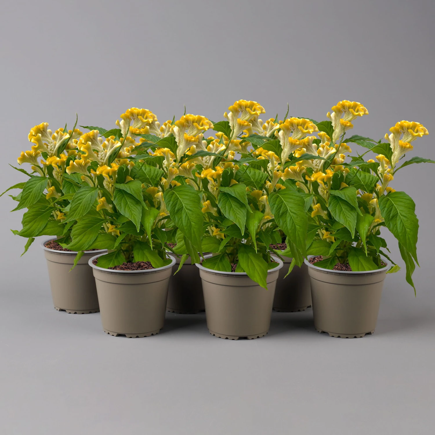 Celosia 'Hot Topic Yellow' Gelb, Topf-Ø 12 Cm, 6er-Set 2 Celosia 'Hot Topic Yellow' Gelb, Topf-Ø 12 Cm, 6er-Set – Bild 2