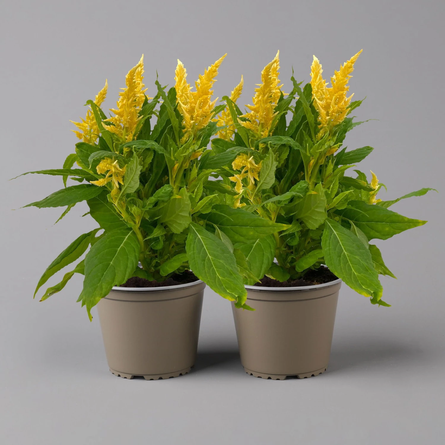Celosia 'Kelos Fire Yellow' Gelb. Topf-Ø 17 Cm, 2er-Set 2 Celosia 'Kelos Fire Yellow' Gelb. Topf-Ø 17 Cm, 2er-Set – Bild 2