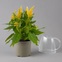 Celosia 'Kelos Fire Yellow' Gelb. Topf-Ø 17 Cm, 2er-Set