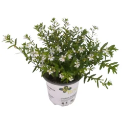 Japanische Scheinmyrte, 6er-Set, Cuphea Hyssopifolia, Weiß, Topf 11 Cm Ø -Elho || LECHUZA Verkäufe 0610260035 Cuphea T11 weiss 6er Set 2 93149