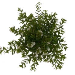 Japanische Scheinmyrte, 6er-Set, Cuphea Hyssopifolia, Weiß, Topf 11 Cm Ø -Elho || LECHUZA Verkäufe 0610260035 Cuphea T11 weiss 6er Set 4 93148