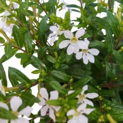 Japanische Scheinmyrte, 6er-Set, Cuphea Hyssopifolia, Weiß, Topf 11 Cm Ø -Elho || LECHUZA Verkäufe 0610260035 Cuphea T11 weiss 6er Set 6 93147