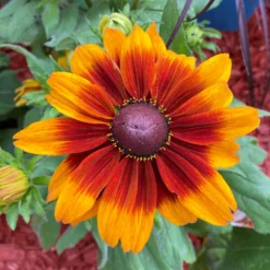 Sonnenhut Gelb-orange, Topf-Ø 21 Cm -Elho || LECHUZA Verkäufe 0610360017 0610360022 Rudbeckia T21 orange braun 2 111918