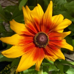 Sonnenhut Gelb-orange, Topf-Ø 21 Cm -Elho || LECHUZA Verkäufe 0610360017 Rudbeckia T21 gelb braun 2 111917