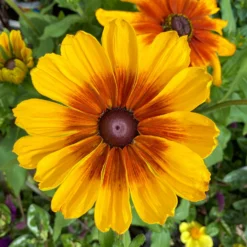 Sonnenhut Gelb-orange, Topf-Ø 21 Cm -Elho || LECHUZA Verkäufe 0610360017 Rudbeckia T21 gelb braun 3 111916