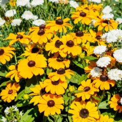 Pflanzenset 'Spätsommer-Gold' Gelb-orange, Topf-Ø 12 Cm, 4er-Set -Elho || LECHUZA Verkäufe 0610360035 Rudbeckia hirta T13 Toto 6er Set 2 111925