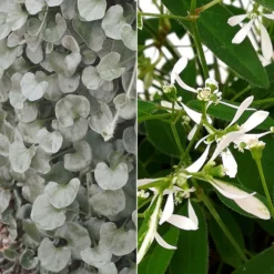 Silberregen Und Zauberschnee™ Silbrig& Weiß, Topf-Ø 12 Cm, 6er-Set