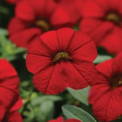 Zauberglöckchen, Farben Zufällig, Topf-Ø 12 Cm, 6er-Set 23 Zauberglöckchen, Farben Zufällig, Topf-Ø 12 Cm, 6er-Set -Elho || LECHUZA Verkäufe 0613150023 Calibrachoa T12 rot 66338