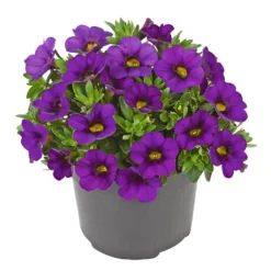 Zauberglöckchen, Farben Zufällig, Topf-Ø 12 Cm, 6er-Set 38 Zauberglöckchen, Farben Zufällig, Topf-Ø 12 Cm, 6er-Set -Elho || LECHUZA Verkäufe 0613150040 Calibrachoa T12 blau Set 3Stueck WS3 73863