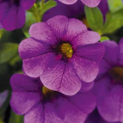 Zauberglöckchen, Farben Zufällig, Topf-Ø 12 Cm, 6er-Set 39 Zauberglöckchen, Farben Zufällig, Topf-Ø 12 Cm, 6er-Set -Elho || LECHUZA Verkäufe 0613150040 Calibrachoa T12 blau Set 3Stueck WS4 73862