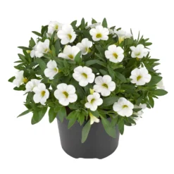 Zauberglöckchen, Farben Zufällig, Topf-Ø 12 Cm, 6er-Set 33 Zauberglöckchen, Farben Zufällig, Topf-Ø 12 Cm, 6er-Set -Elho || LECHUZA Verkäufe 0613150041 Calibrachoa T12 weiss Set 3Stueck2 74220