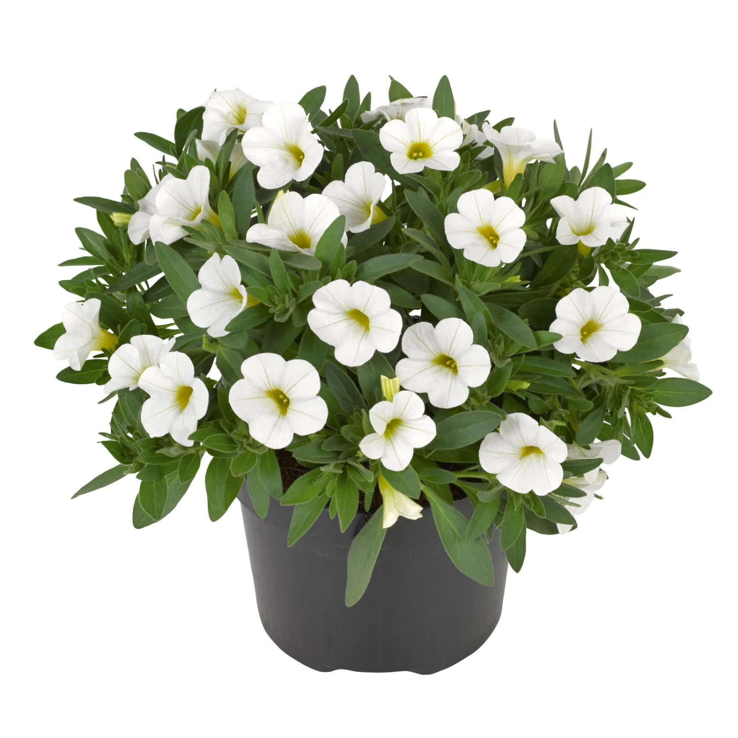 Zauberglöckchen, Farben Zufällig, Topf-Ø 12 Cm, 6er-Set 14 Zauberglöckchen, Farben Zufällig, Topf-Ø 12 Cm, 6er-Set – Bild 14