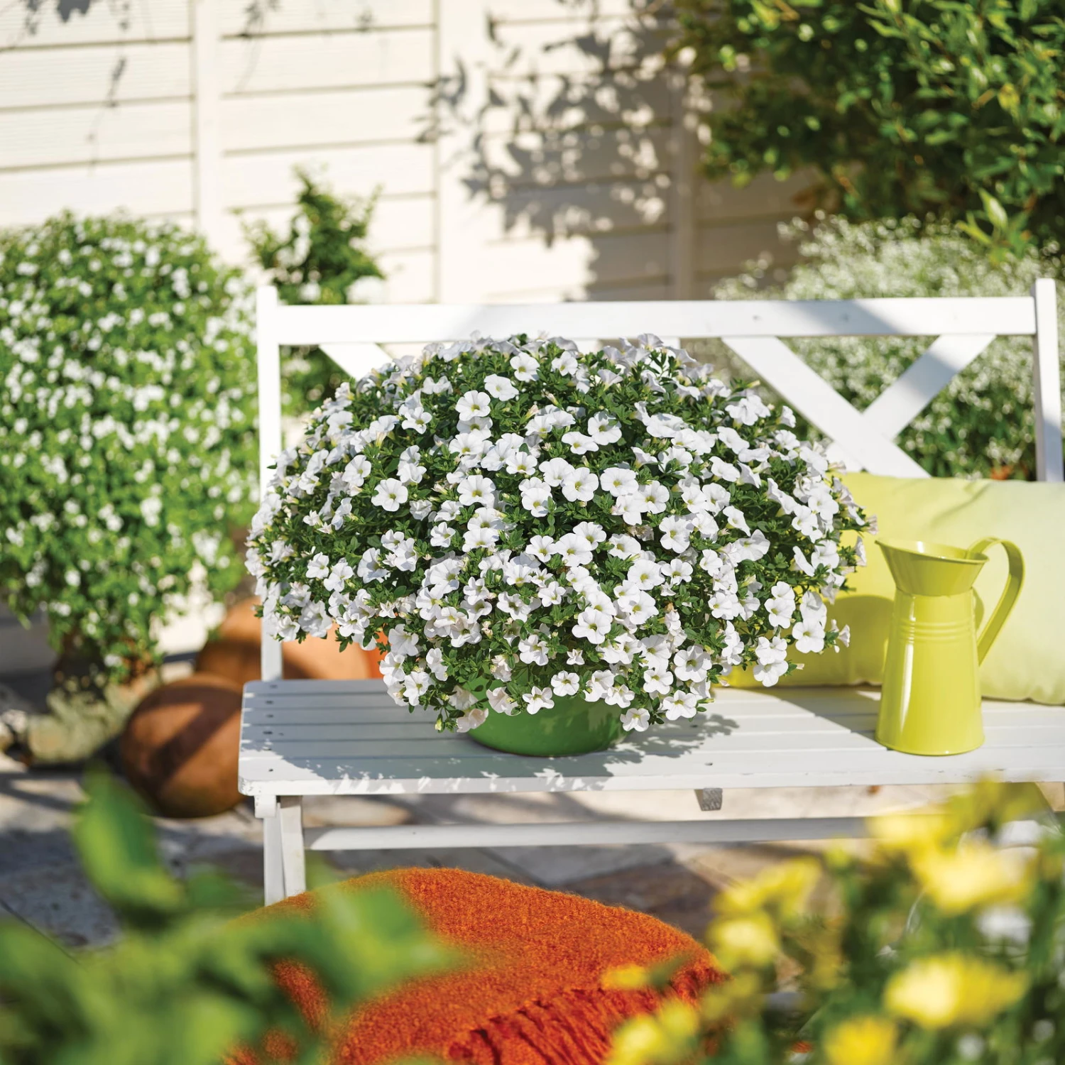 Zauberglöckchen, Farben Zufällig, Topf-Ø 12 Cm, 6er-Set 15 Zauberglöckchen, Farben Zufällig, Topf-Ø 12 Cm, 6er-Set – Bild 15