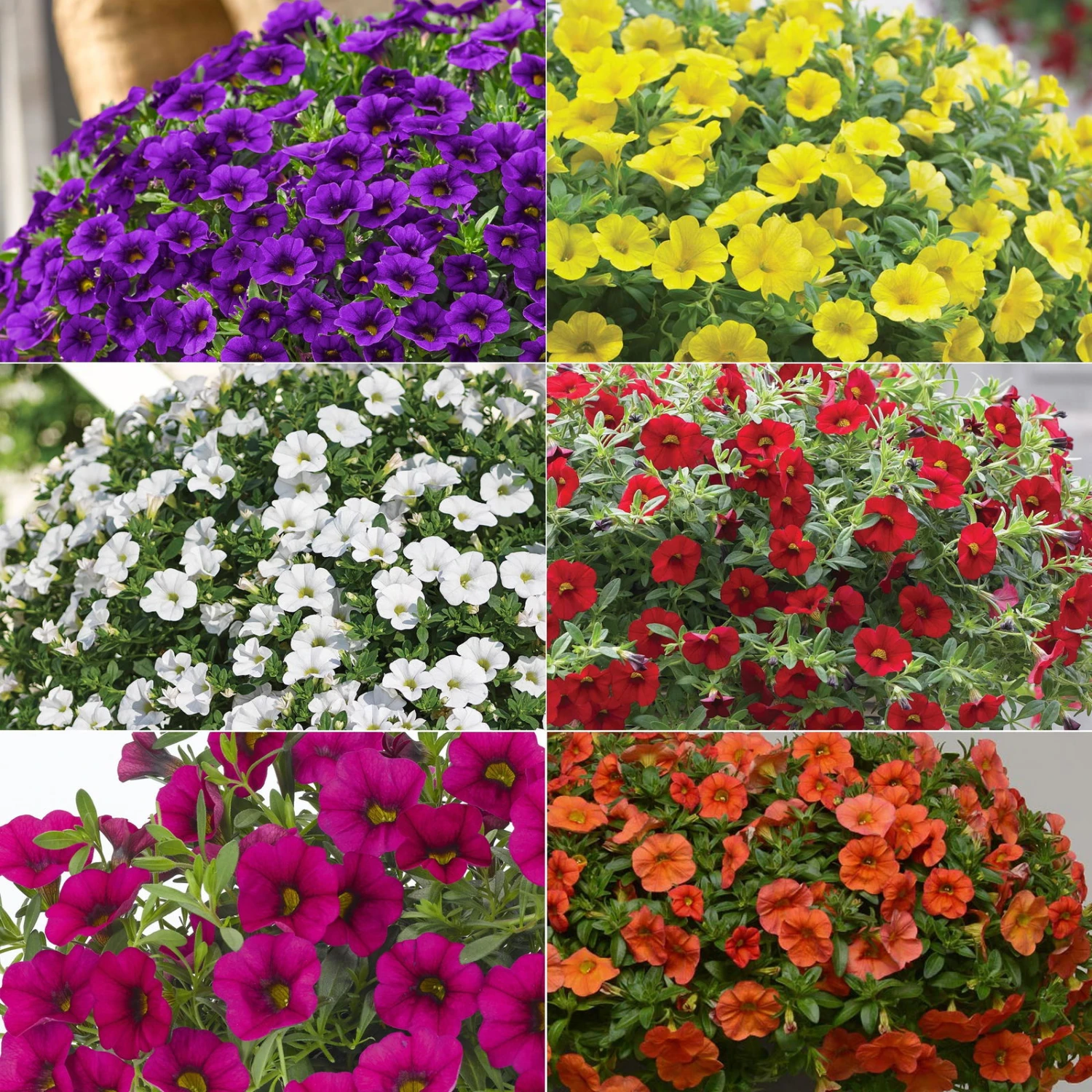 Zauberglöckchen, Farben Zufällig, Topf-Ø 12 Cm, 6er-Set 1 Zauberglöckchen, Farben Zufällig, Topf-Ø 12 Cm, 6er-Set