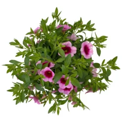 Zauberglöckchen 'Aloha Kona Tiki Pink' Rosa-pink, Topf-Ø 13 Cm, 6er-Set -Elho || LECHUZA Verkäufe 0613160098 KB Calibrachoa T13 Tiki Pink 10 112102