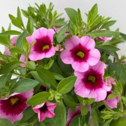 Zauberglöckchen 'Aloha Kona Tiki Pink' Rosa-pink, Topf-Ø 13 Cm, 6er-Set -Elho || LECHUZA Verkäufe 0613160098 KB Calibrachoa T13 Tiki Pink 13 112103