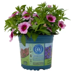 Zauberglöckchen 'Aloha Kona Tiki Pink' Rosa-pink, Topf-Ø 13 Cm, 6er-Set -Elho || LECHUZA Verkäufe 0613160098 KB Calibrachoa T13 Tiki Pink 2 112100