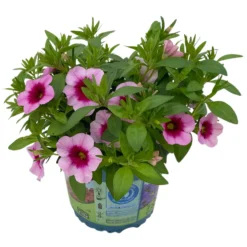Zauberglöckchen 'Aloha Kona Tiki Pink' Rosa-pink, Topf-Ø 13 Cm, 6er-Set -Elho || LECHUZA Verkäufe 0613160098 KB Calibrachoa T13 Tiki Pink 3 112101
