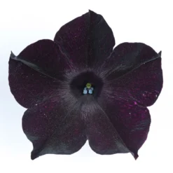 Petunie 'Viva® Black Ray' Schwarz, Hängend, Topf-Ø 13 Cm, 6er-Set -Elho || LECHUZA Verkäufe 0613170004 KB Petunia T13 Viva Black Ray schwarz 50803