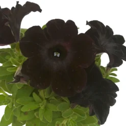Petunie 'Viva® Black Ray' Schwarz, Hängend, Topf-Ø 13 Cm, 6er-Set -Elho || LECHUZA Verkäufe 0613170038 KB Petunia T13 Black Ray 6er Set 10 91200