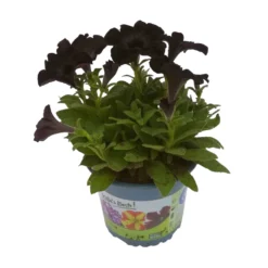 Petunie 'Viva® Black Ray' Schwarz, Hängend, Topf-Ø 13 Cm, 6er-Set -Elho || LECHUZA Verkäufe 0613170038 KB Petunia T13 Black Ray 6er Set 1 91202