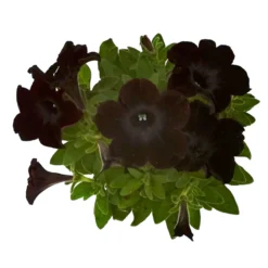 Petunie 'Viva® Black Ray' Schwarz, Hängend, Topf-Ø 13 Cm, 6er-Set -Elho || LECHUZA Verkäufe 0613170038 KB Petunia T13 Black Ray 6er Set 8 91201