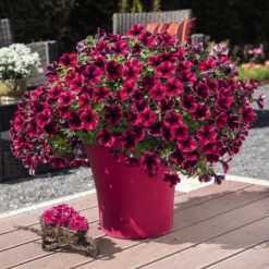Petunie 'Sweetunia® Suzie Storm' Pink-rot, Hängend, Topf -Ø 13 Cm, 6er-Set -Elho || LECHUZA Verkäufe 0613170054 KB Petunia T13 Suzie Storm2 75890