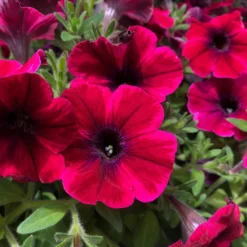 Petunie 'Sweetunia® Suzie Storm' Pink-rot, Hängend, Topf -Ø 13 Cm, 6er-Set -Elho || LECHUZA Verkäufe 0613170054 KB Petunia T13 Suzie Storm 75891