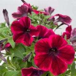 Petunie 'Sweetunia® Suzie Storm' Pink-rot, Hängend, Topf -Ø 13 Cm, 6er-Set -Elho || LECHUZA Verkäufe 0613170141 Petunia T13 Suzie Storm gesternt 6er Set 4 122437