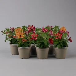Petunien 'Crazytunia® Mandeville' Rot-gelb, Hängend, Topf-Ø 13 Cm, 6er-Set