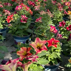 Petunien 'Crazytunia® Mandeville' Rot-gelb, Hängend, Topf-Ø 13 Cm, 6er-Set -Elho || LECHUZA Verkäufe 0613170181 Petunia T13 Crazytunia Mandeville 6er Set 1 123565